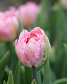 Tulipan Mariage – nærbilde av tett fylte kronblad i klassisk rosafarge