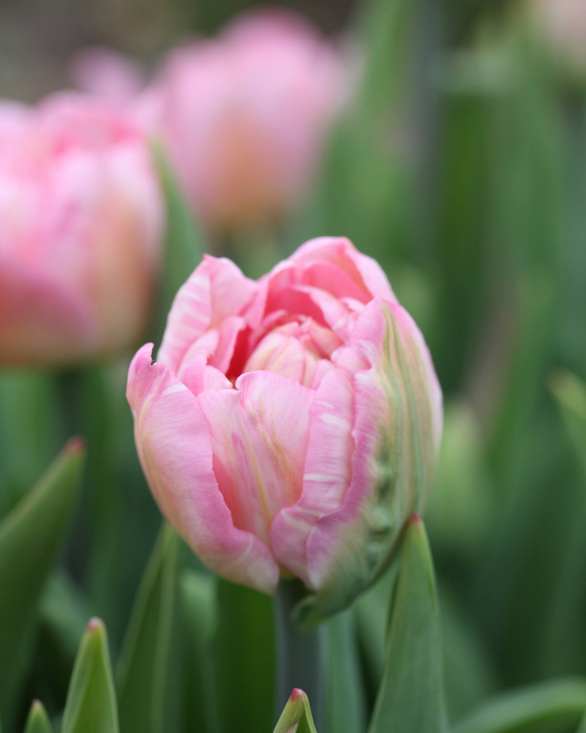 Tulipan Mariage – nærbilde av tett fylte kronblad i klassisk rosafarge