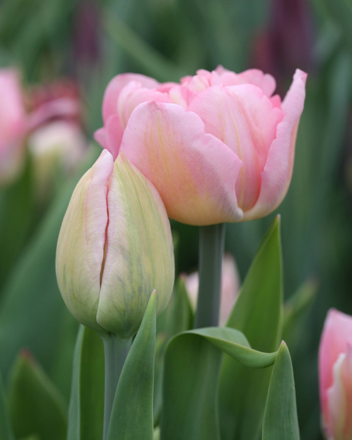 Tulipan Mariage – fylt tidlig tulipan i bed med vårblomster, høyde ca. 35–40 cm