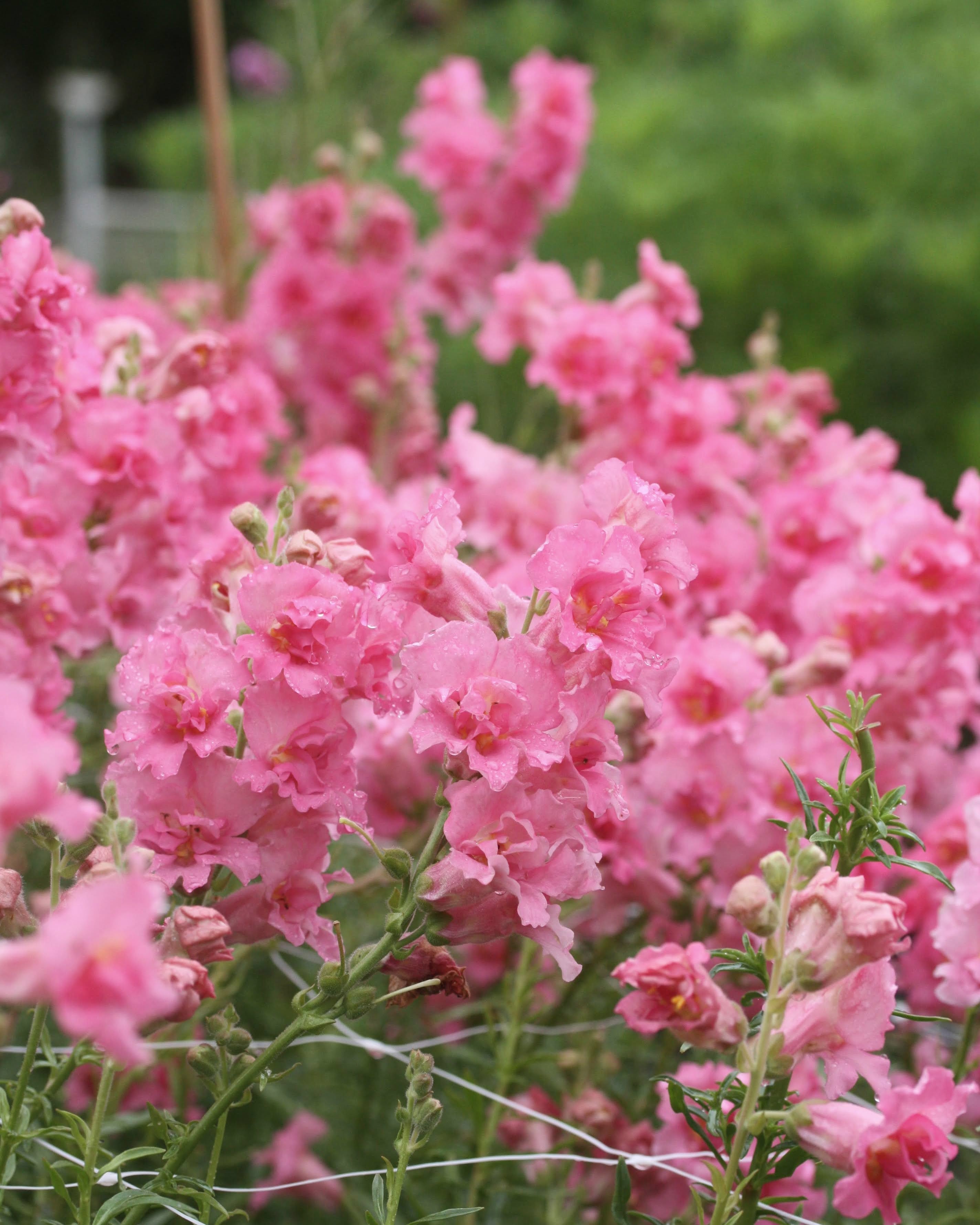 Løvemunn Madam Butterfly Rose - detaljbilde av fylte rosa løvemunnblomster