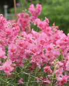 Løvemunn Madam Butterfly Rose - detaljbilde av fylte rosa løvemunnblomster