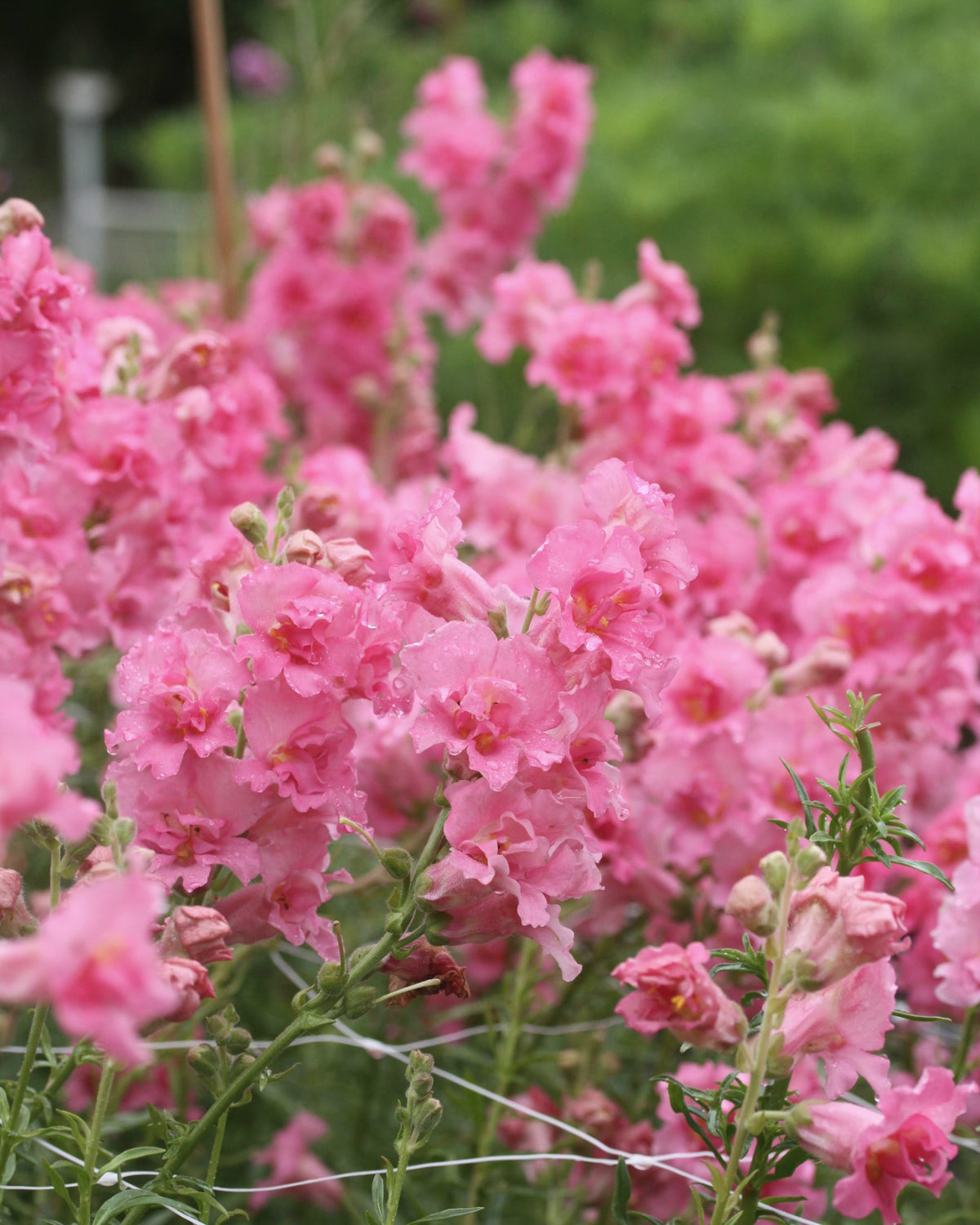 Løvemunn Madam Butterfly Rose - detaljbilde av fylte rosa løvemunnblomster