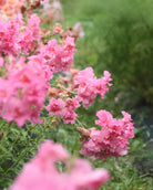 Løvemunn Madam Butterfly Rose - nærbilder av fylte rosa blomster med delikate kronblader"