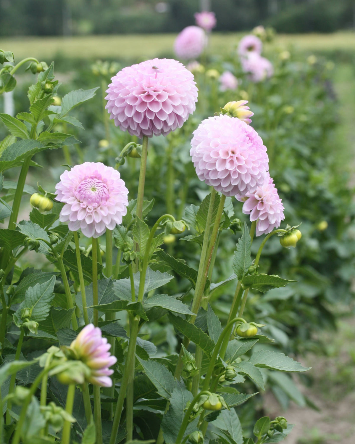 Ballgeorgine Megan Dean lys lavendel - rund georgine blomst