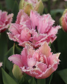 Tulipan Cairns – fullt åpen peonlignende frynsetulipan i dempet rosa
