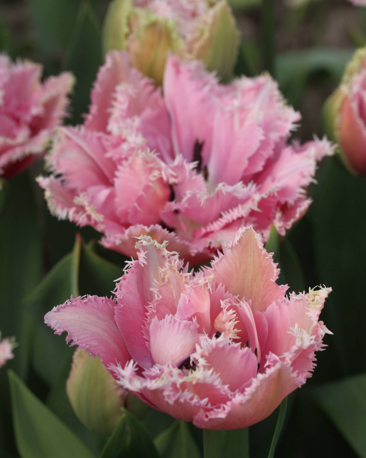 Tulipan Cairns – fullt åpen peonlignende frynsetulipan i dempet rosa