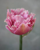 Tulipan Cairns – nærbilde av frynsete kronbladkanter i rosa og hvitt