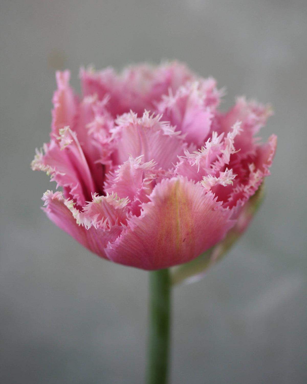 Tulipan Cairns – nærbilde av frynsete kronbladkanter i rosa og hvitt