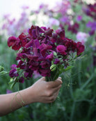 Erteblomst Royal Maroon frøpakke fra Blomsterhagen