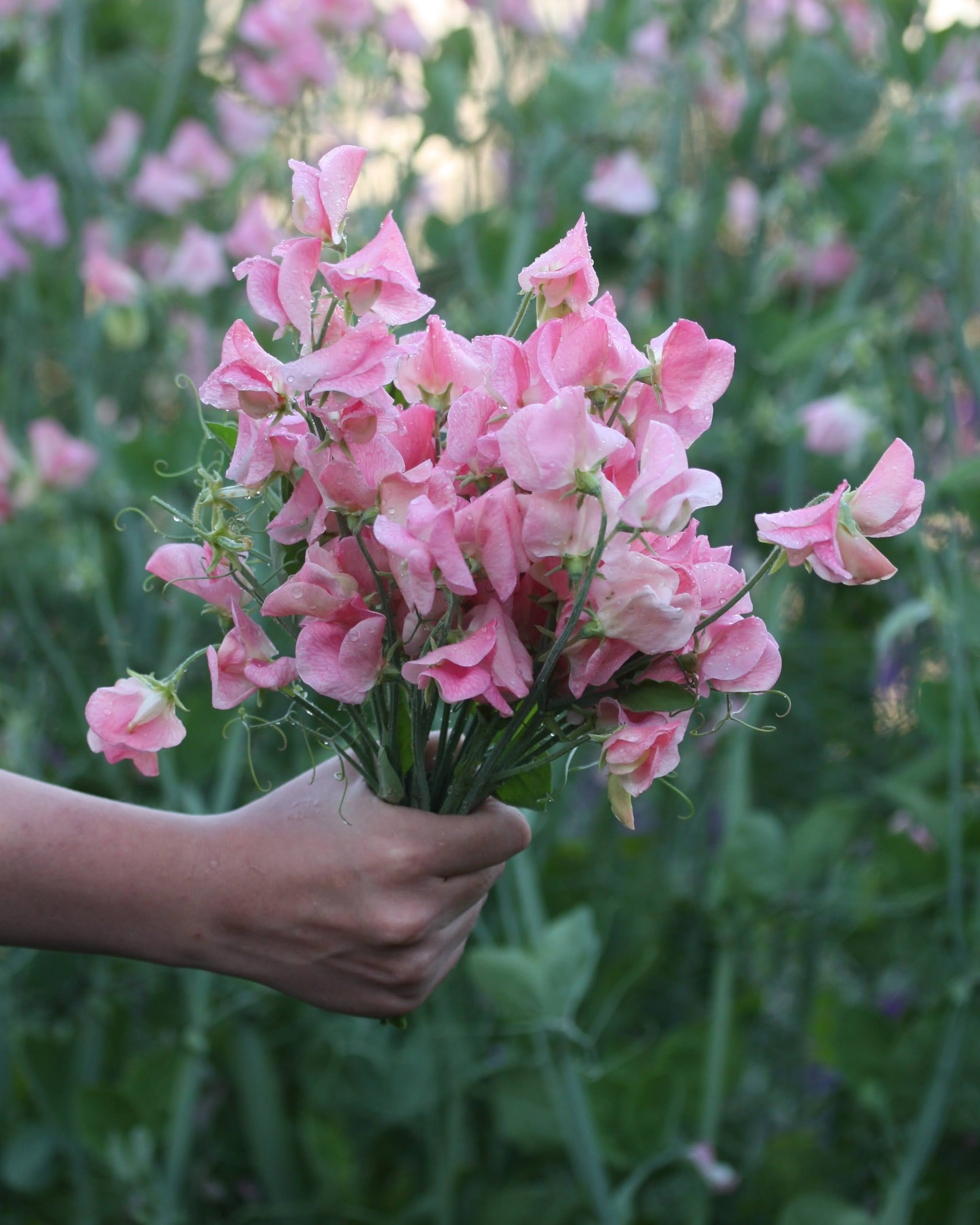 Erteblomst Emily med delikate blushrosa blomster og veined mønster