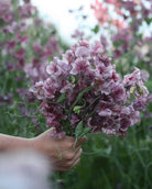 Erteblomst Suzy Z - duftende grålilla til burgunder snittblomster