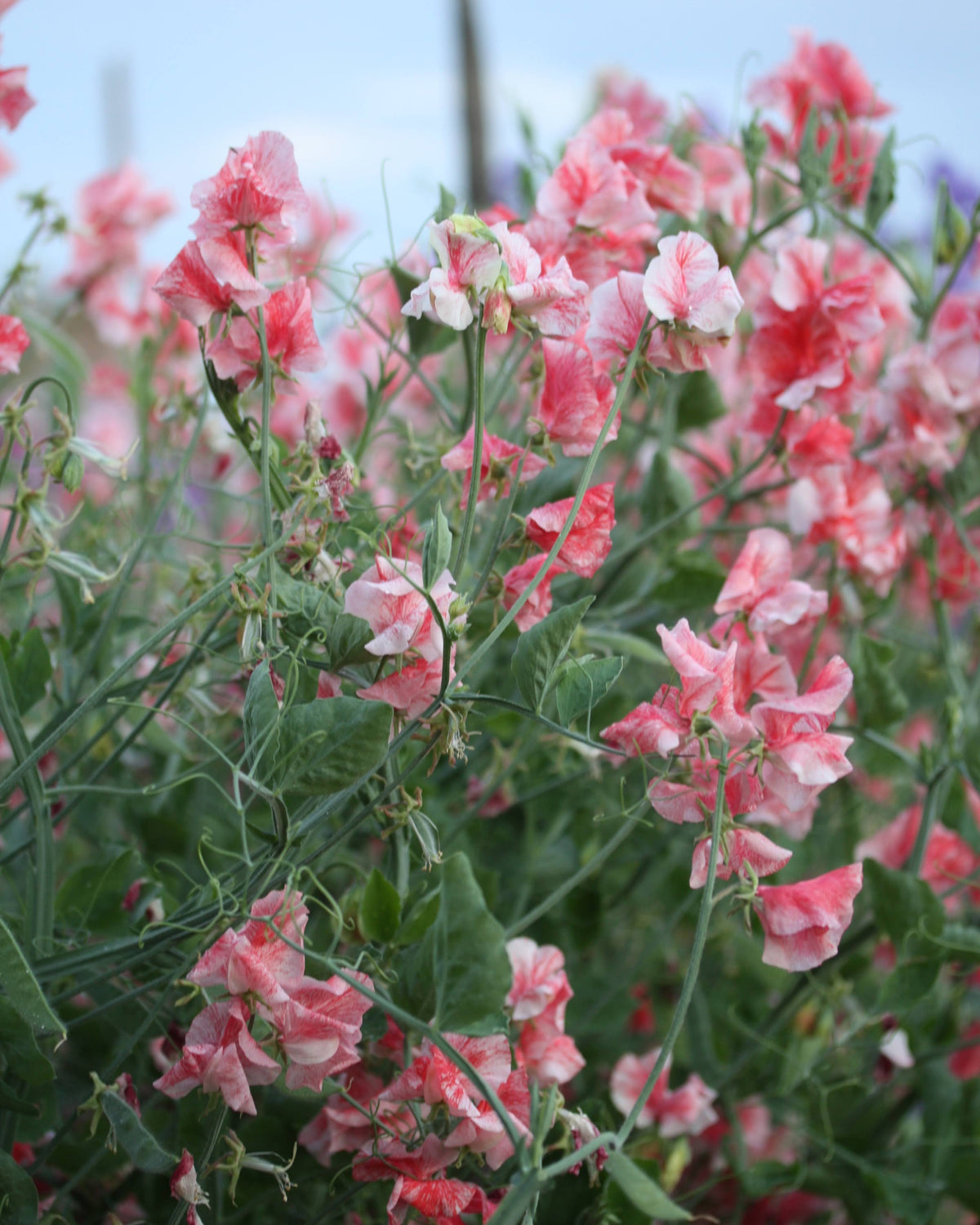 Erteblomst Geoff Hughes klatreplante med elegante korallrosa tegninger
