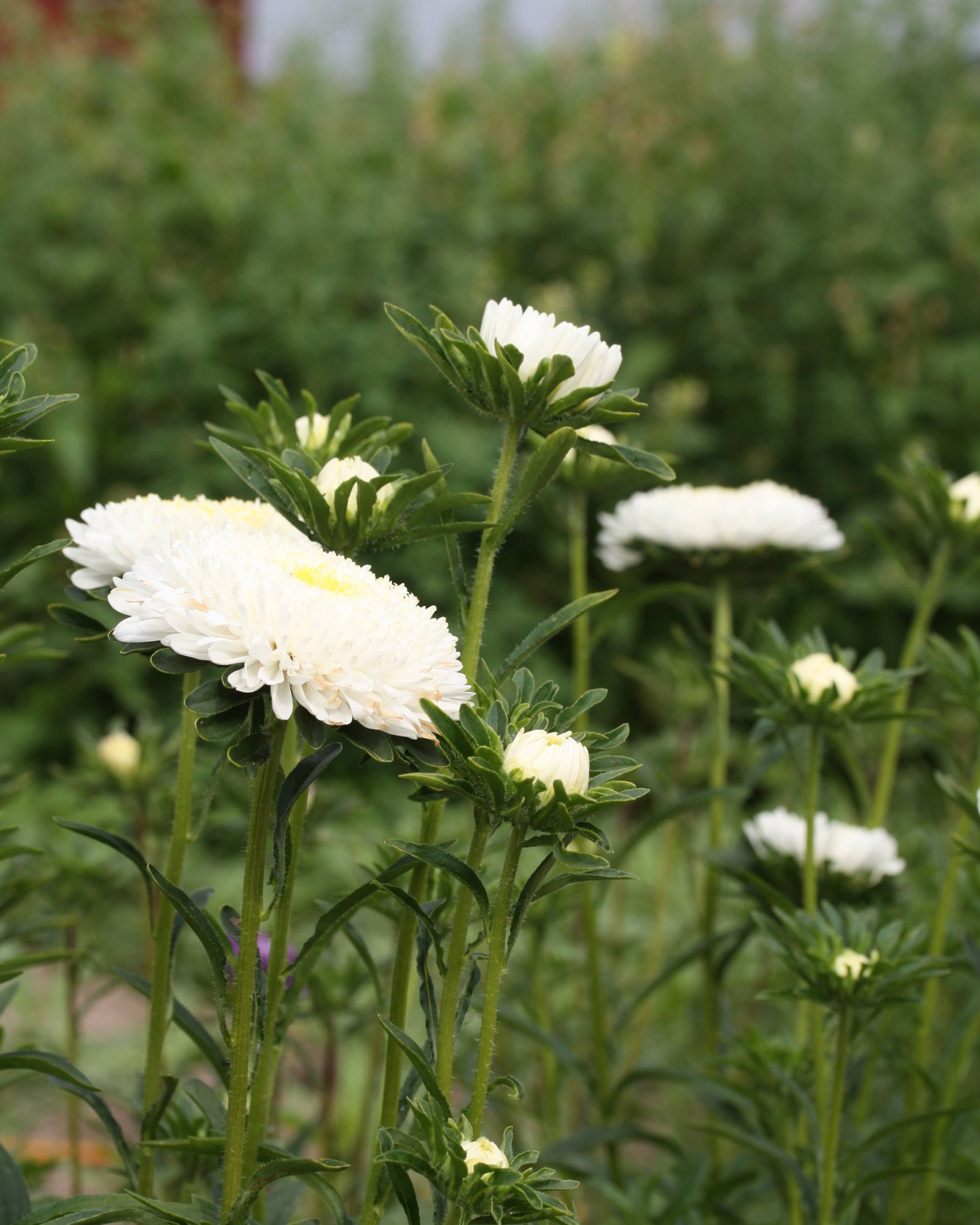 Detaljbilde av Kina asters Standy Creamy White som viser de fyllige doble blomstene