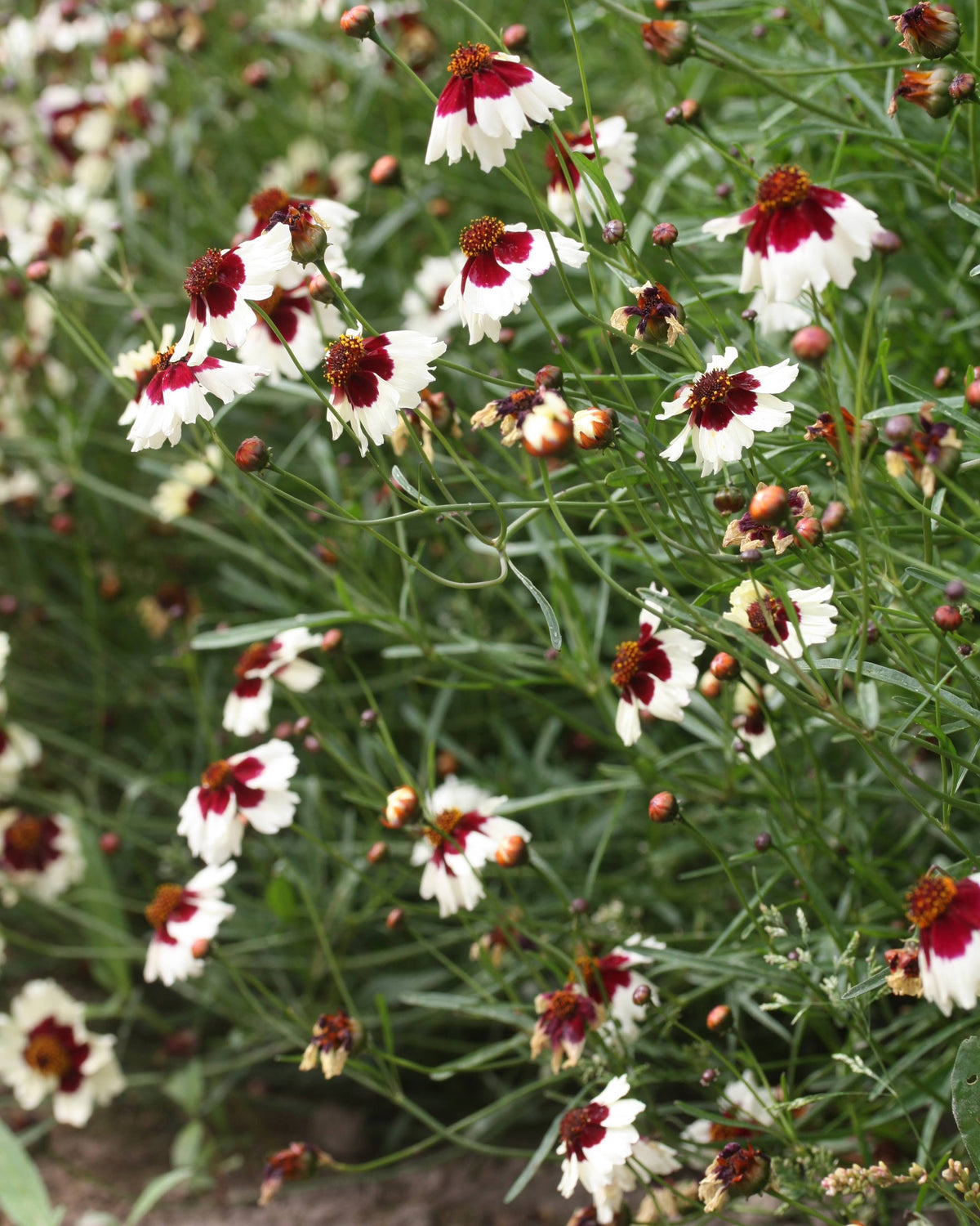 Kransvakkerøye Incredible Swirl med karakteristiske tofargede blomster
