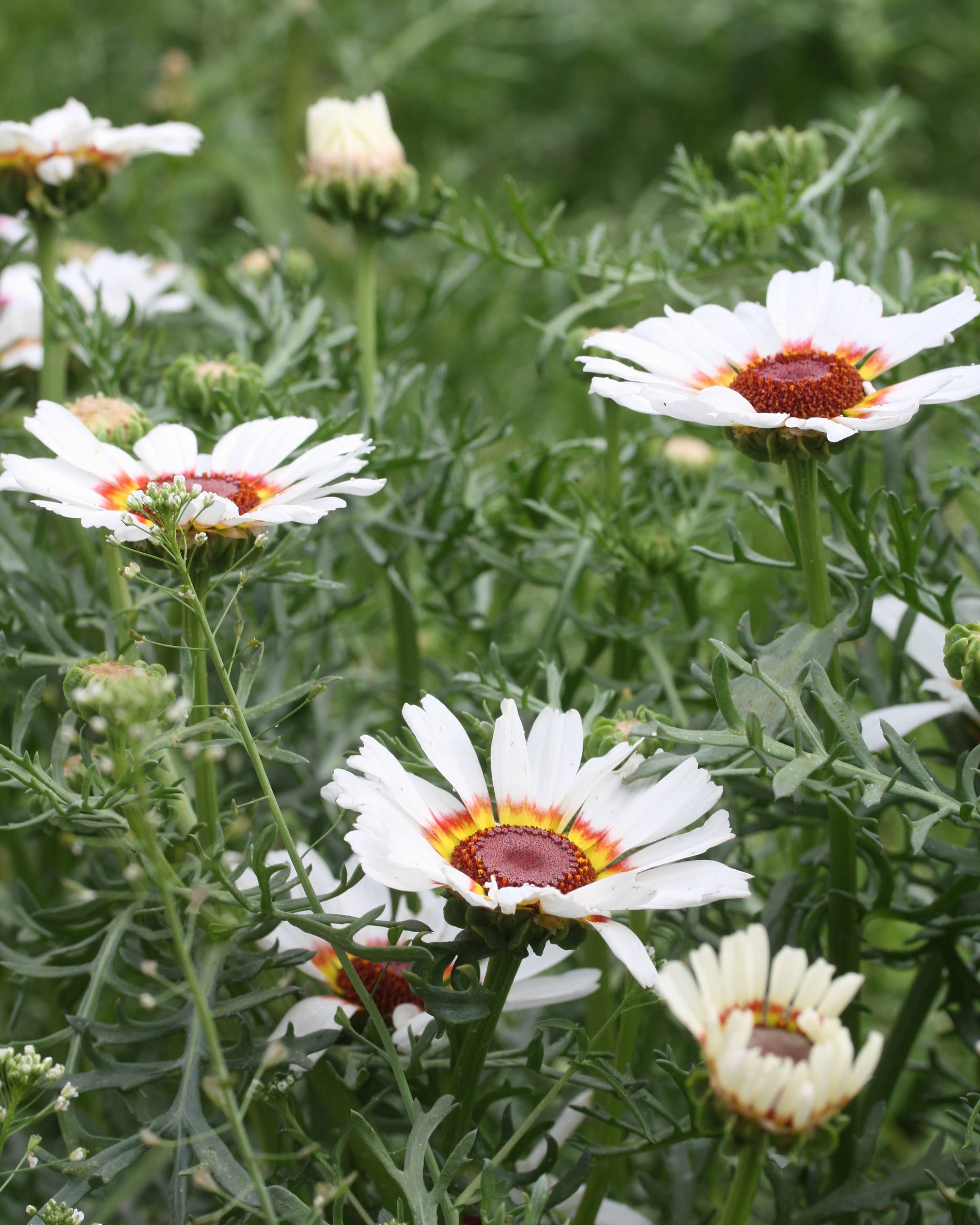 Ringkrage Cockade - insektsvennlig og spiselig sommerblomst