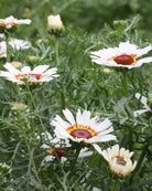 Ringkrage Cockade - insektsvennlig og spiselig sommerblomst