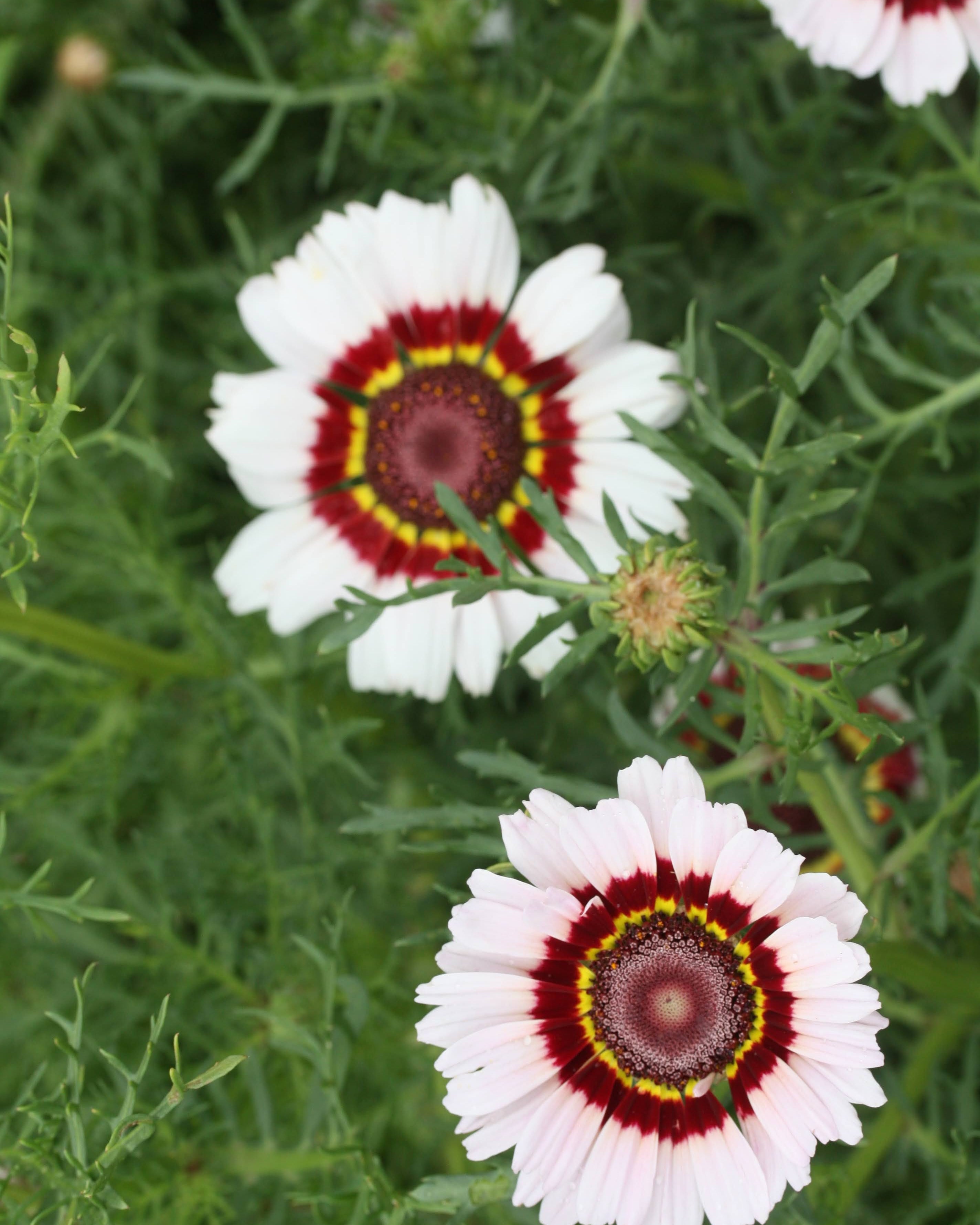 Ringkrage Cockade i full blomst - ettårig snittblomst
