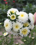 Kina asters Standy Creamy White med kremhvite doble blomster i hagen