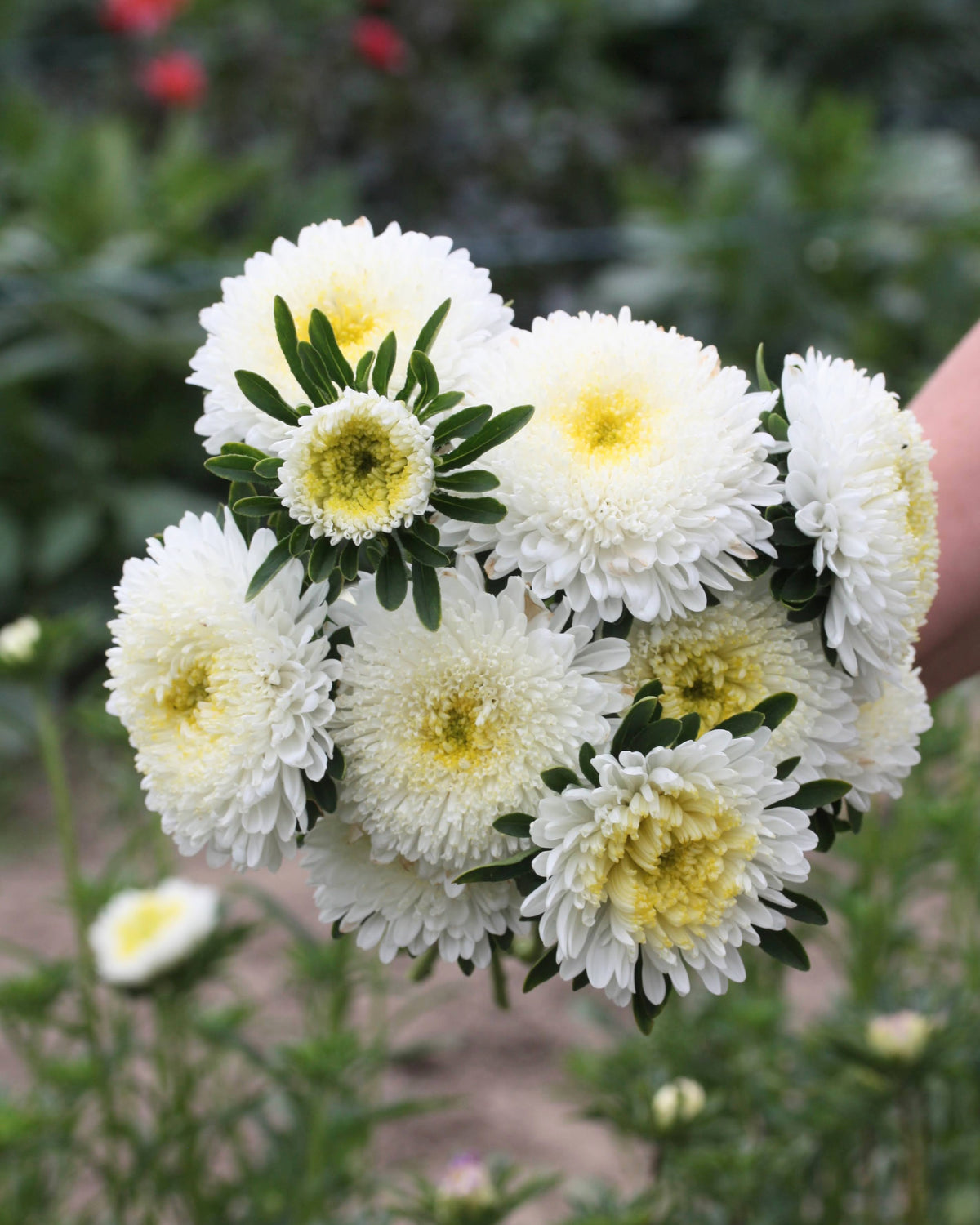Kina asters Standy Creamy White med kremhvite doble blomster i hagen