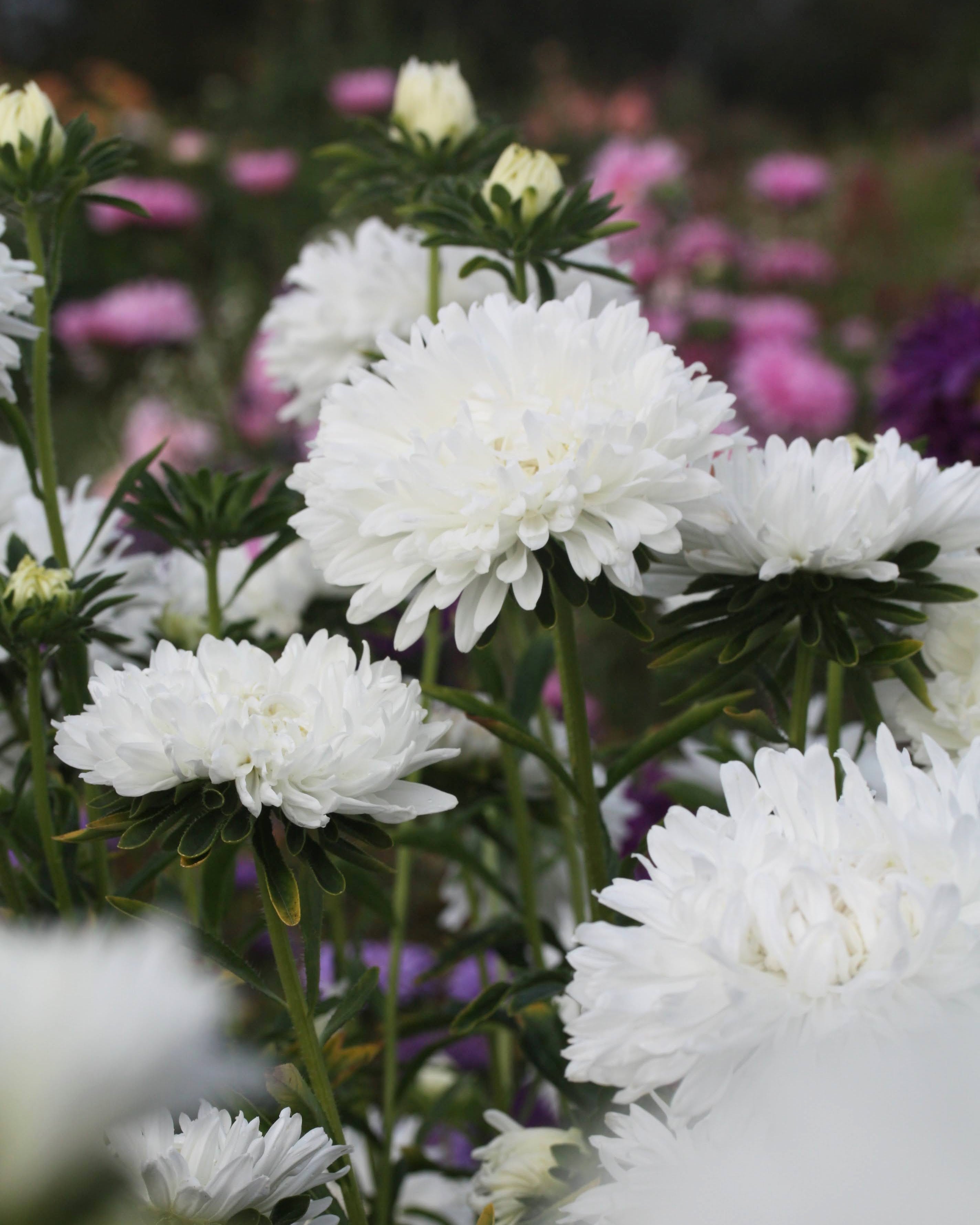 Nærbilde av Kina asters King Size White blomster med elegante hvite kronblad