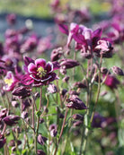 Nærbilde av Akeleie Winky Purple White sine grasiøse, nikkende blomster