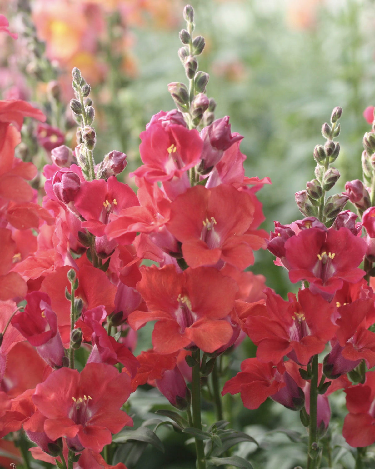 Løvemunn Chantilly Deep Orange med dyp oransje blomster med rustrødt skjær