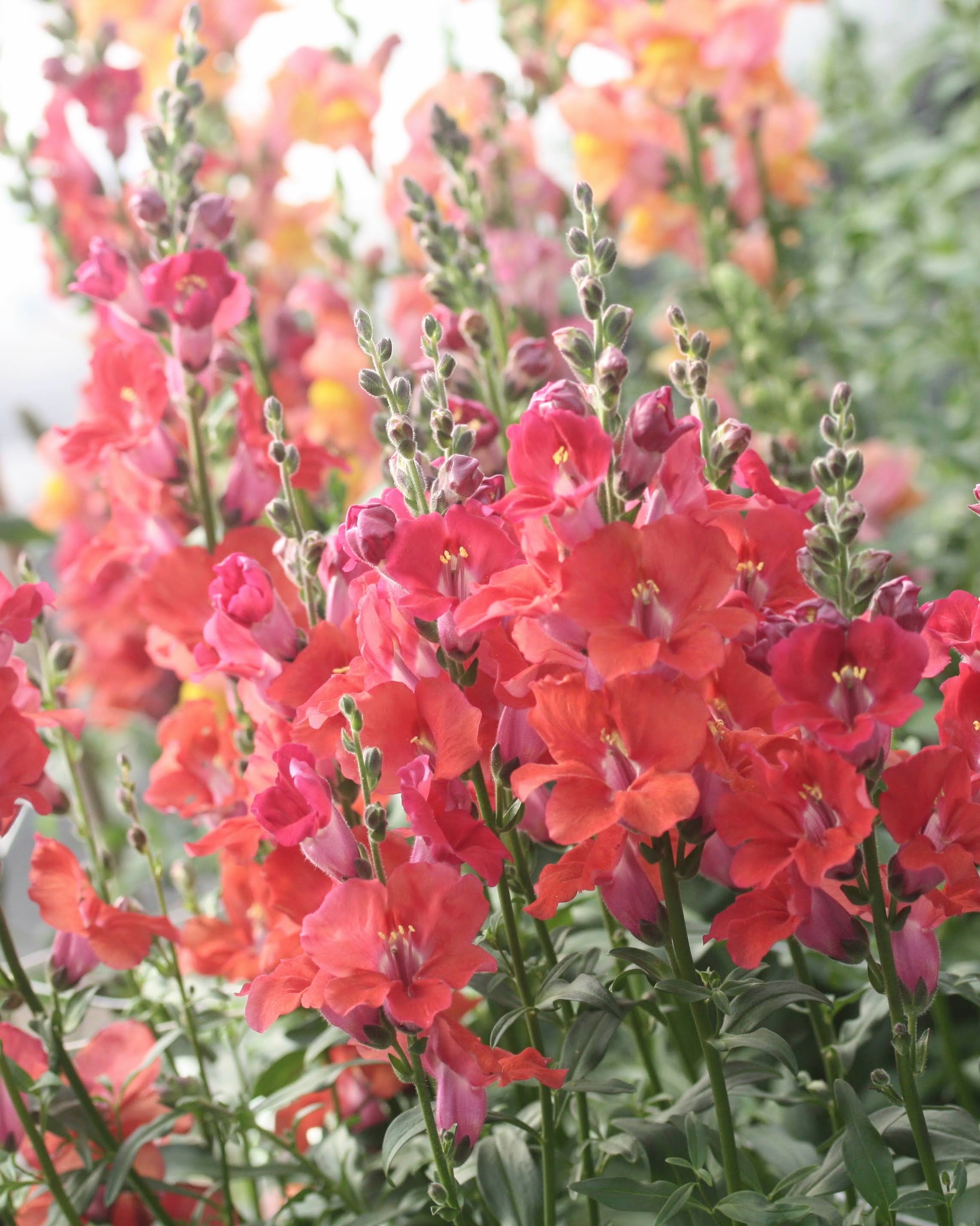 Nærbilde av Løvemunn Chantilly Deep Orange blomster med varm oransje farge