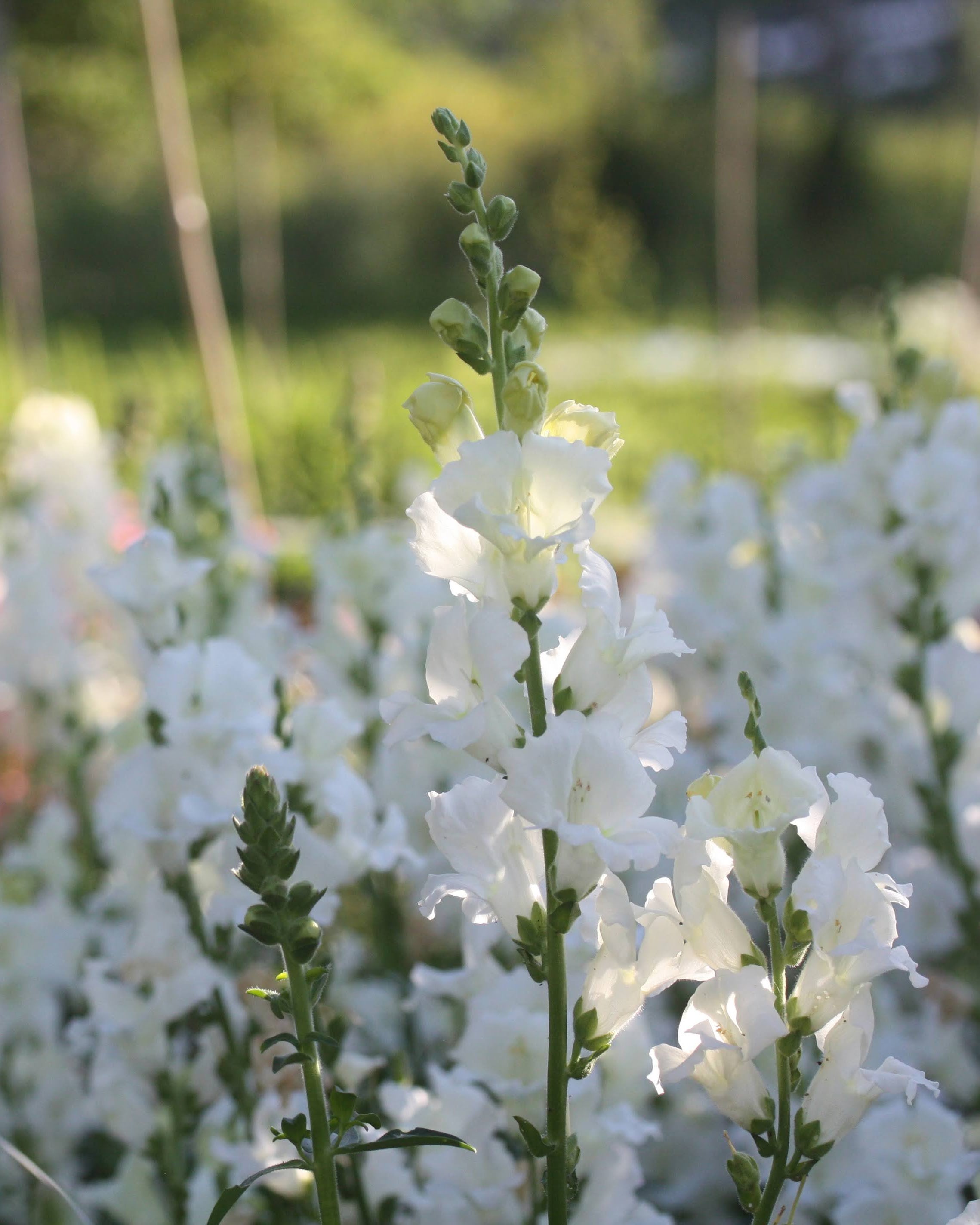 Løvemunn Chantilly White - renhvite åpne blomster på stengel, perfekt snittblomst