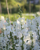 Løvemunn Chantilly White - renhvite åpne blomster på stengel, perfekt snittblomst