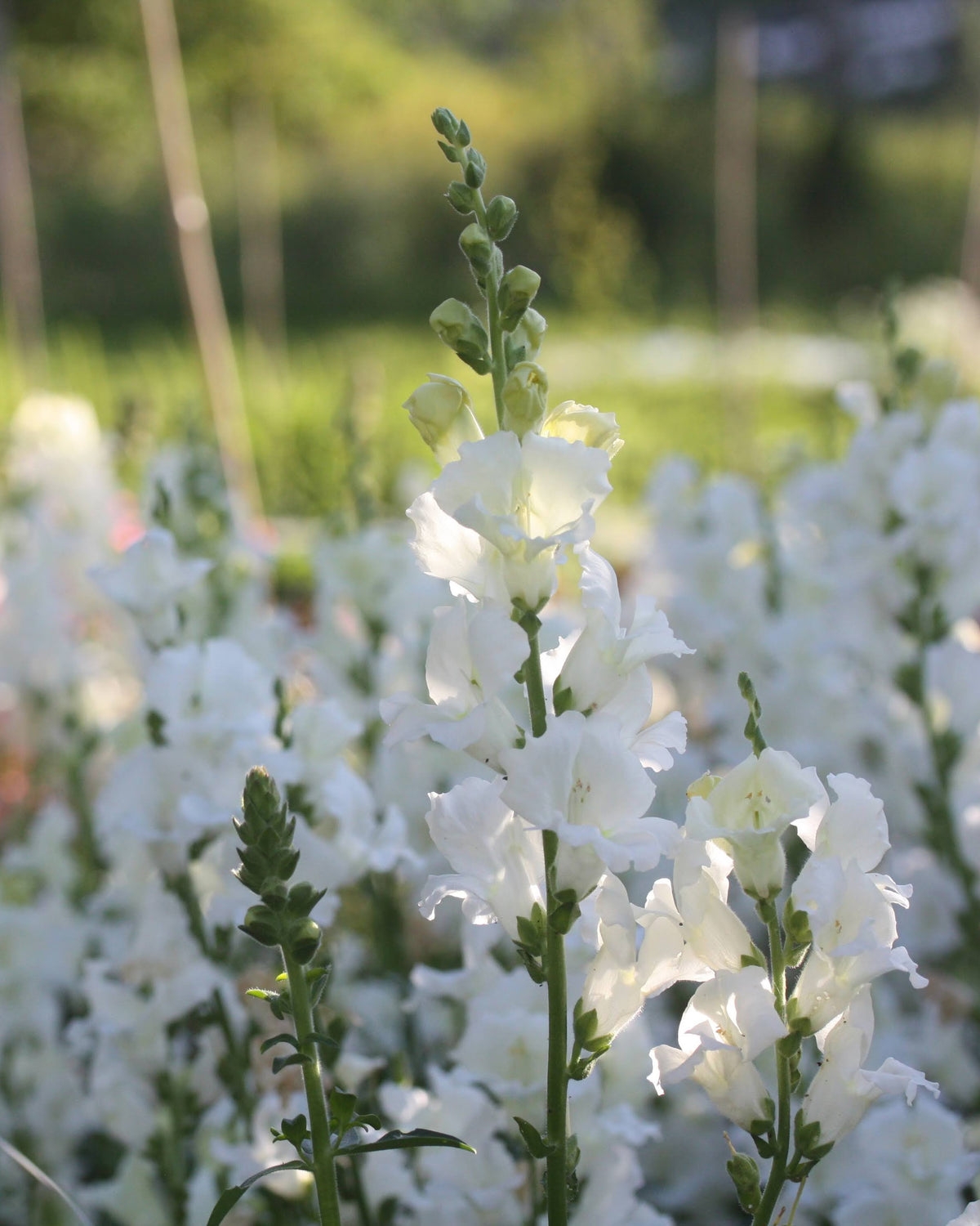 Løvemunn Chantilly White - renhvite åpne blomster på stengel, perfekt snittblomst