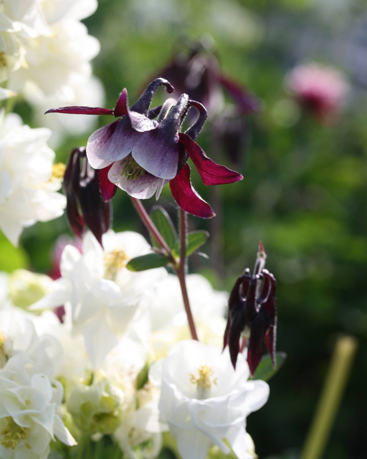 Akeleie Magpie med doble blomster i lilla og hvitt