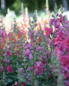 Løvemunn Madam Butterfly Rose - rosa blomster i full blomstring