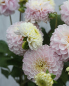 Dahlia Opal som snittblomst - perfekt formet rosa georgine med lange stengler for buketter
