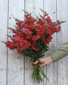 Løvemunn Chantilly Deep Orange i vase, viser elegant og luftig blomstring