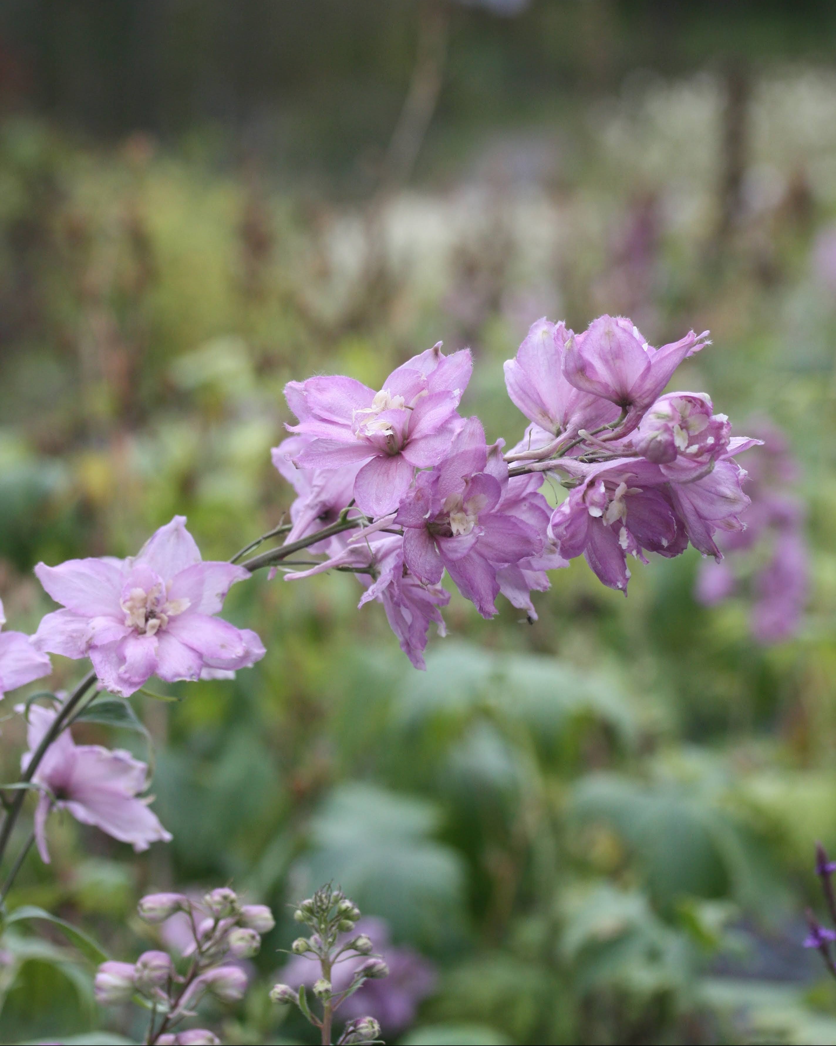 Ridderspore Astolat i full blomstring med tette blomsterkranser på høye stengler