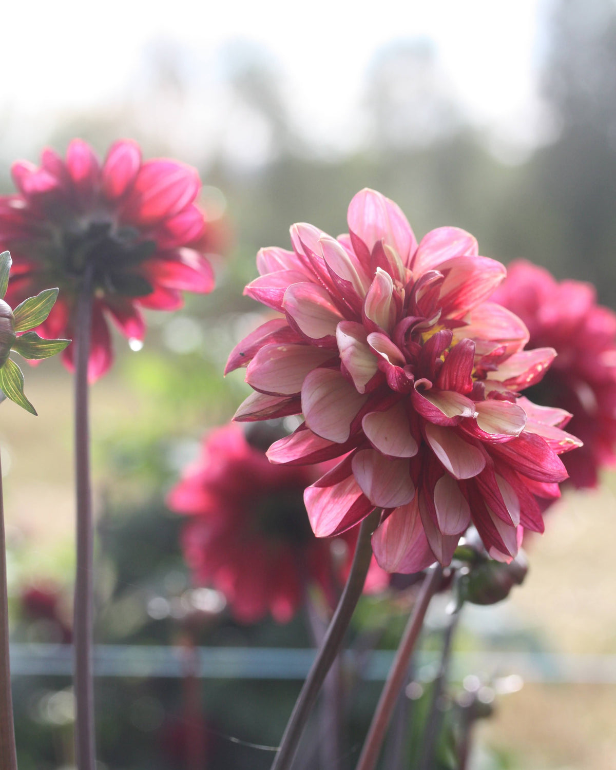 Georgine Seniors Hope - Dekorativ georgine med burgunder, rosa og grålige blomsterblader