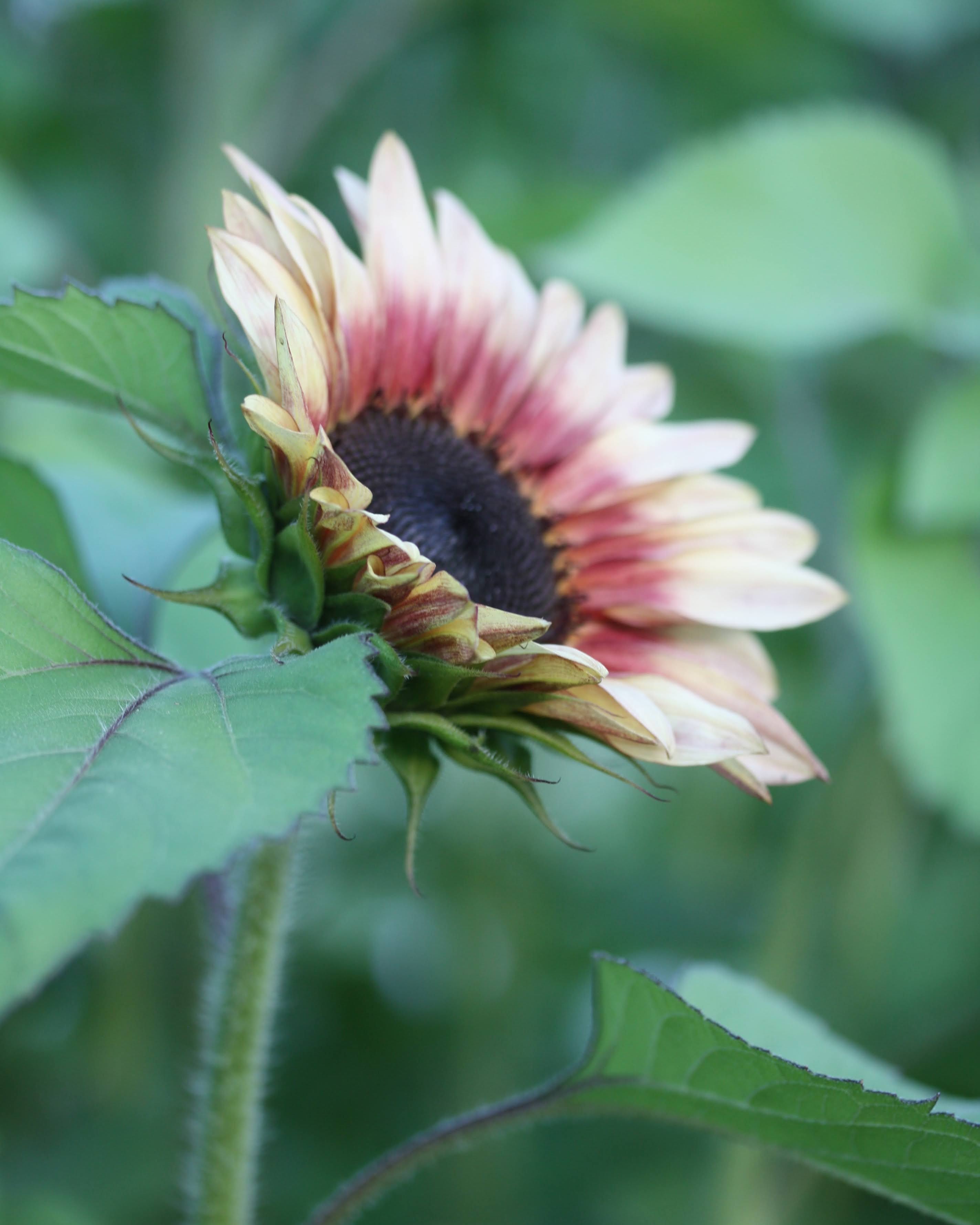 Solsikke Ruby Eclipse - Helianthus annuus med dramatisk mørk farge