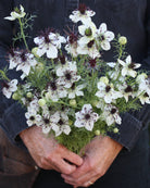 Nigella African Bride – hvit blomst med mørk lilla, nesten svart midte