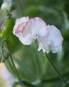 Erteblomst High Society - nærbilde av rosa og hvite erteblomster