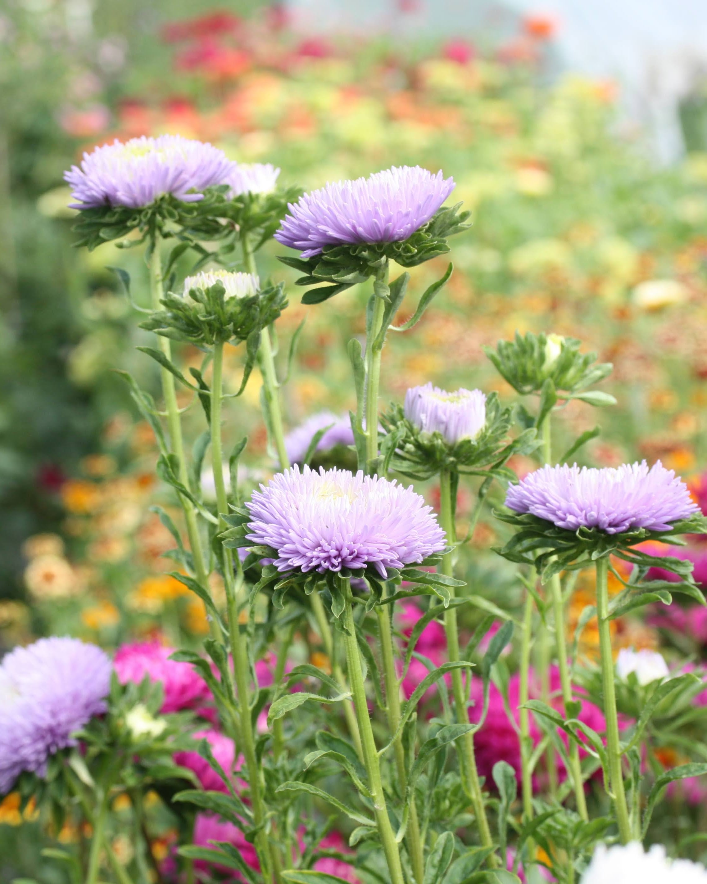 Kina asters Gala Lavender med lavendelblå doble blomster i hagen