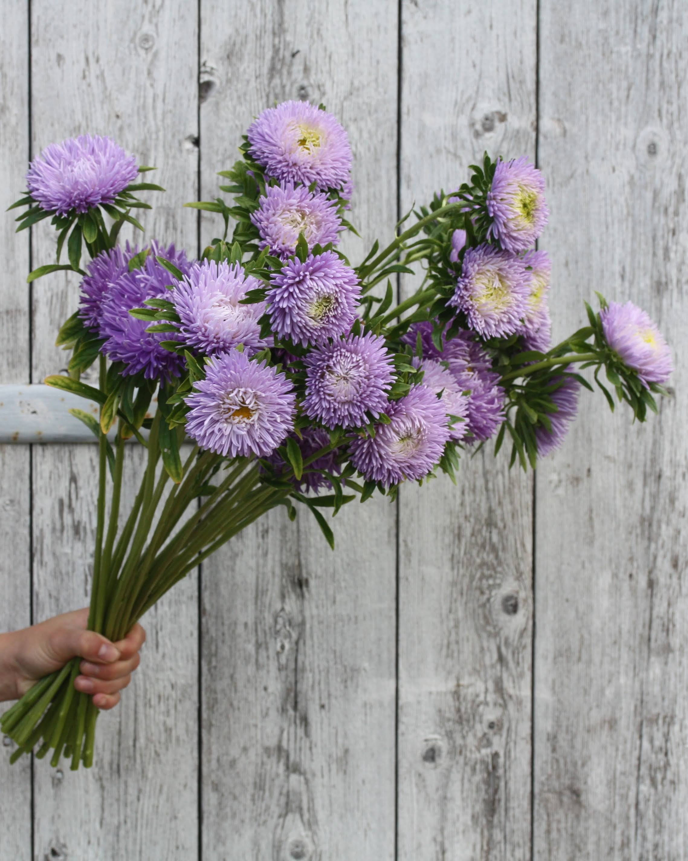 Kina asters Gala Lavender i full blomstring med elegante lavendelblå blomster