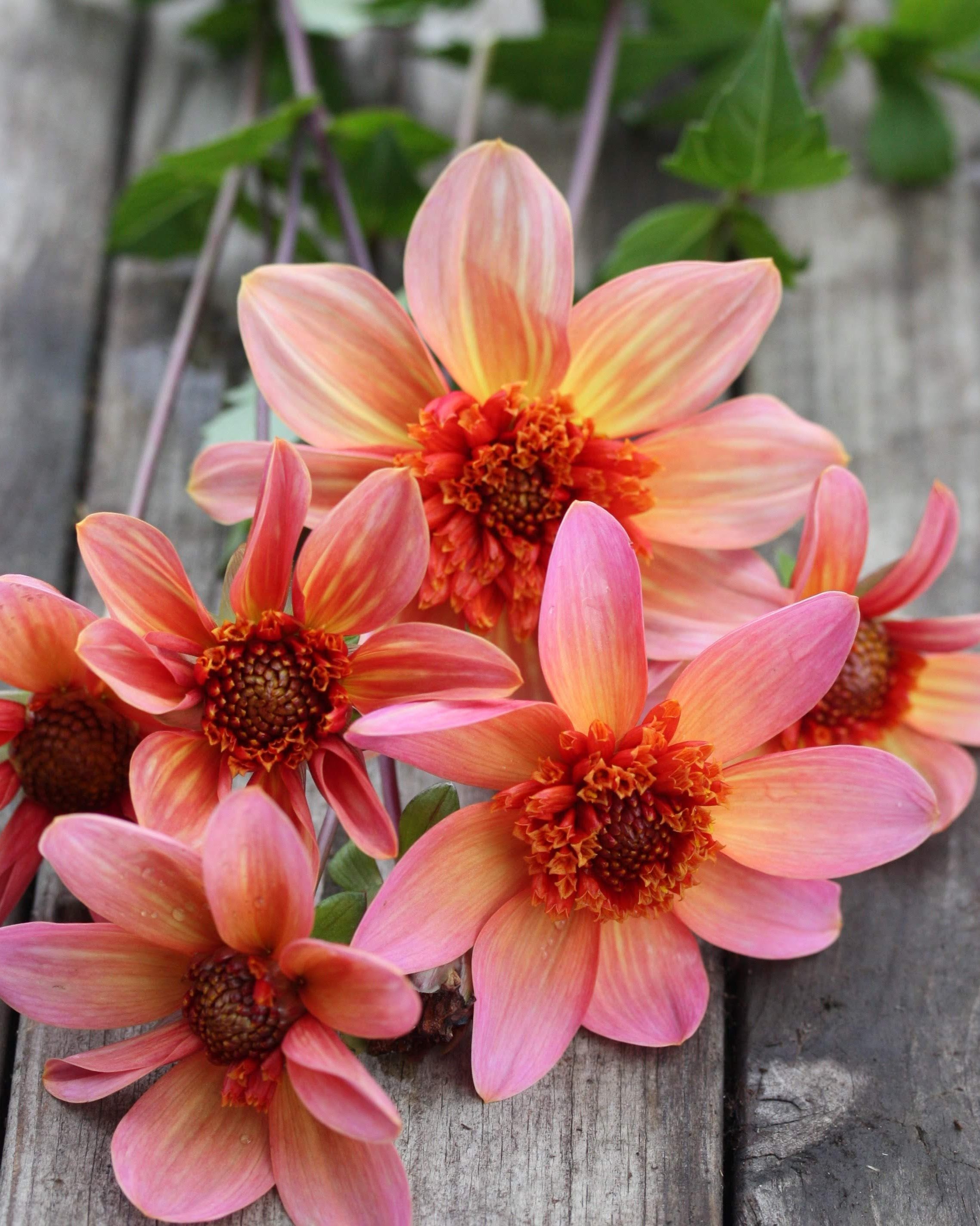 Georgine Totally Tangerine - anemoneblomstrende georgine i korall, fersken og rosa