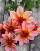 Georgine Totally Tangerine - anemoneblomstrende georgine i korall, fersken og rosa