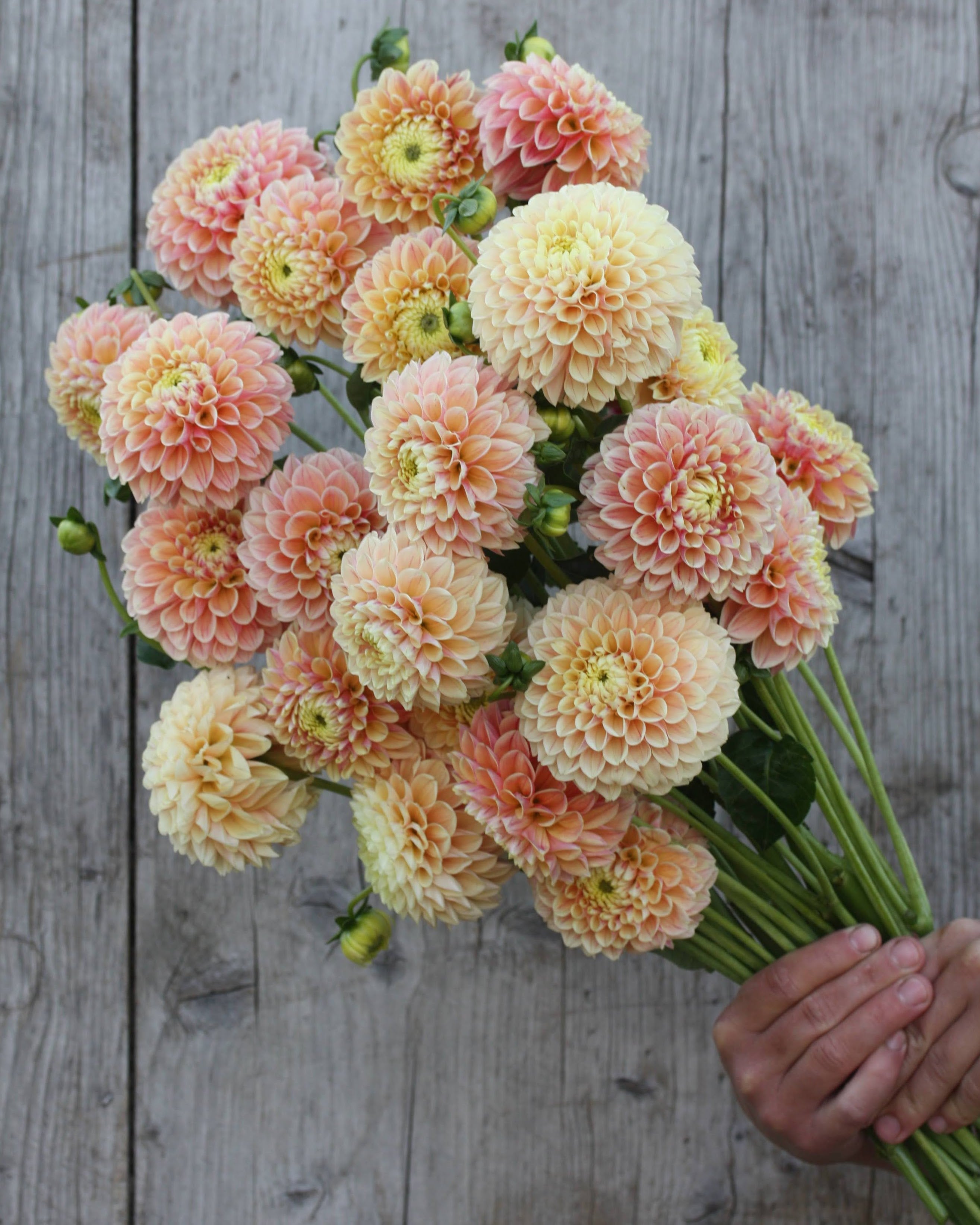 Georgine Sweet Suzanne - Ballgeorgine i varm rosa, fersken og mild lysegul