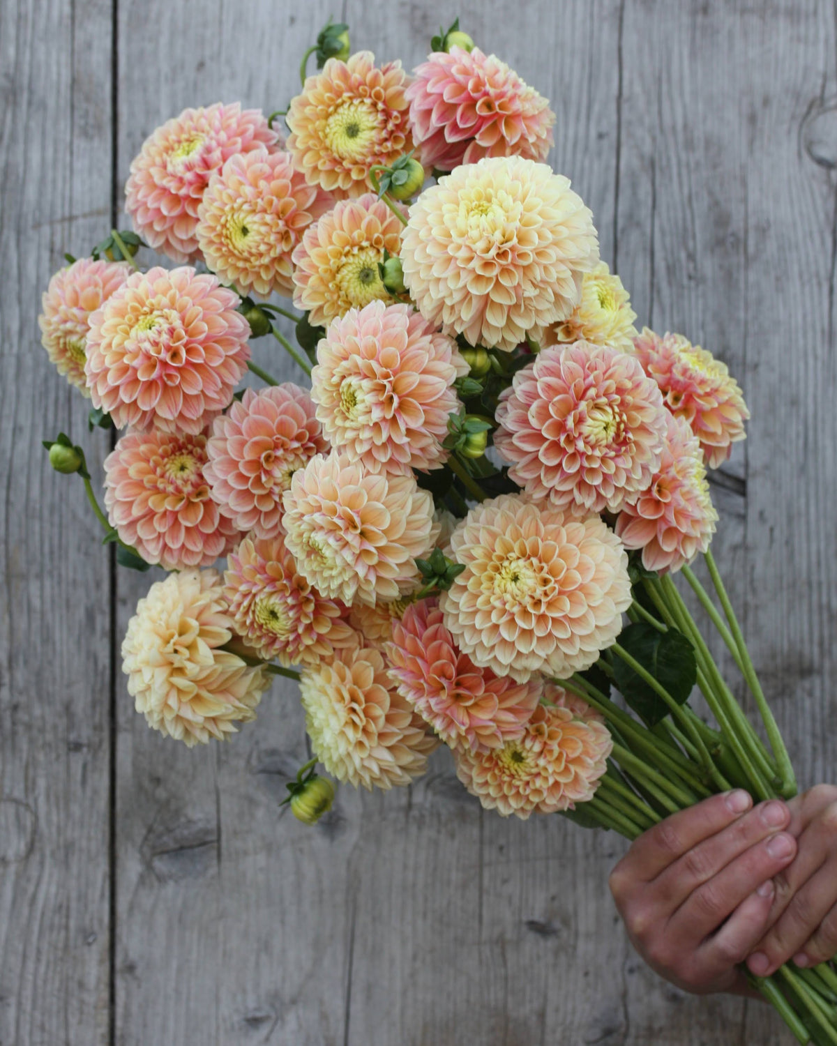Georgine Sweet Suzanne - Ballgeorgine i varm rosa, fersken og mild lysegul