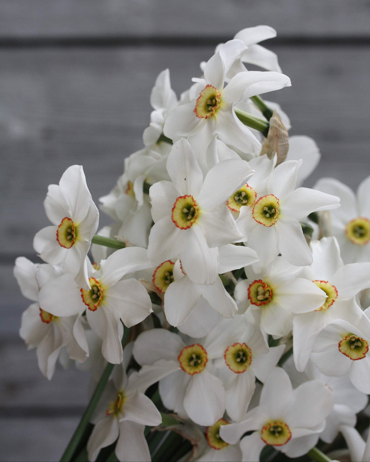 Narciss Poeticus Recurvus – gruppe av renhvite poeticus-narcisser i hagebed