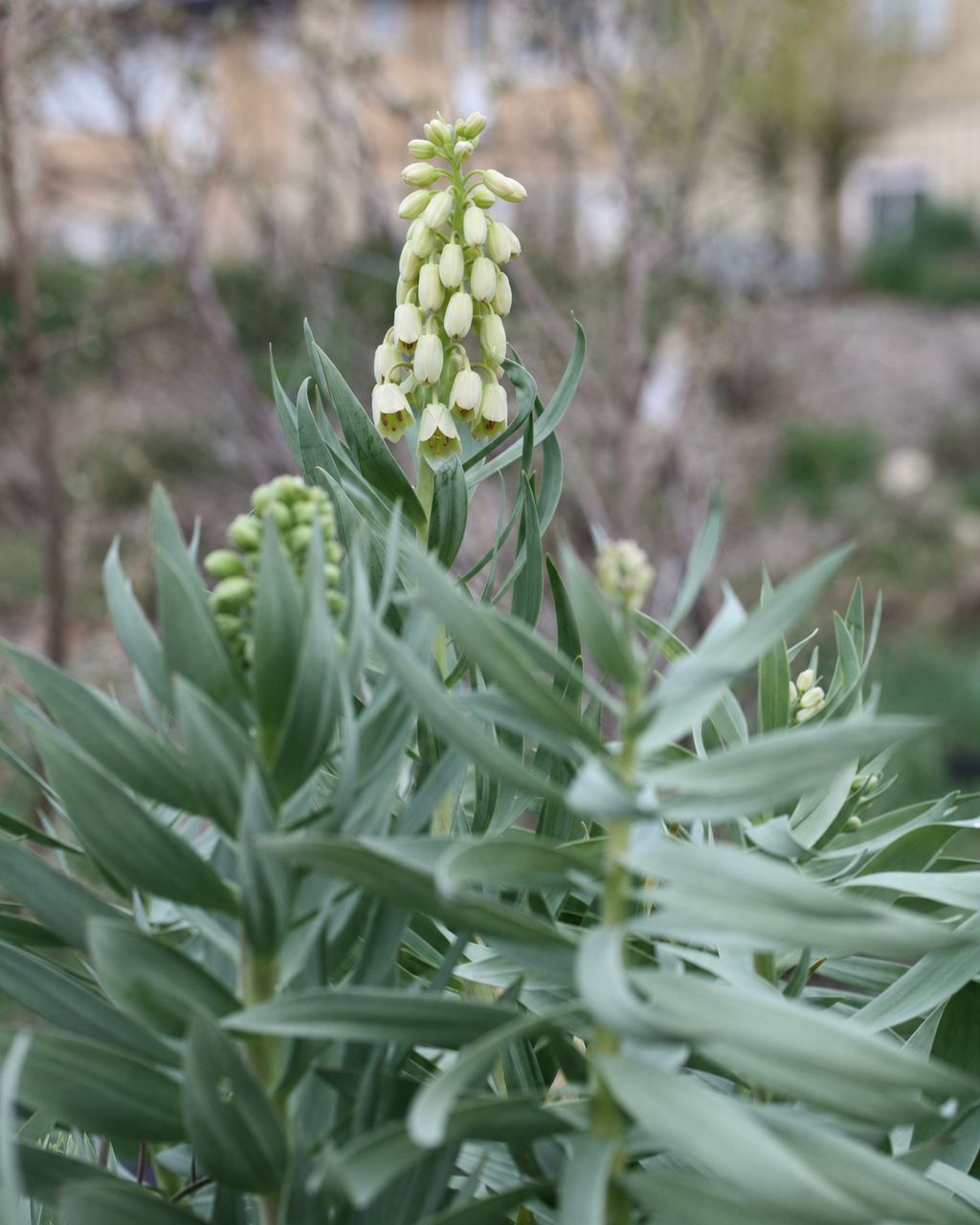 Fritillaria persica Ivory Bells – tett besatt blomsterstand fra grønnlig krem til elfenbenshvitt, høyde ca. 80–100 cm
