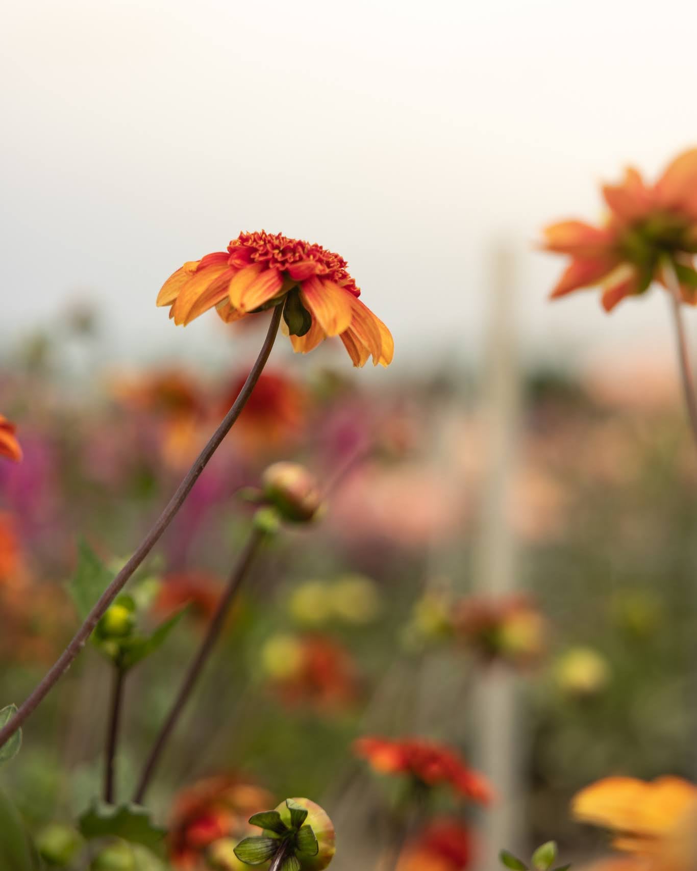 Josie georgine - anemoneblomstrende dahlia med friskt oransje uttrykk og tettpakket sentrum