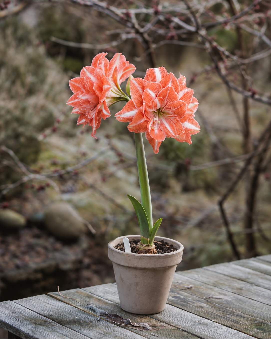 Amaryllis Sunshine Nymph med store, doble blomster i krem og korall nyanser og mange overlappende kronblader.