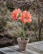 Amaryllis Sunshine Nymph med store, doble blomster i krem og korall nyanser og mange overlappende kronblader.